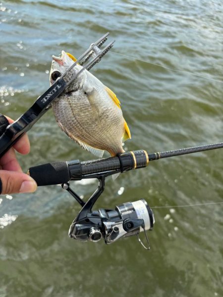 アジングがギビング