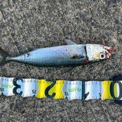 ジグサビキ　31