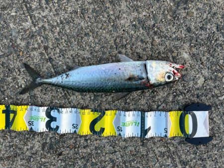 ジグサビキ　31