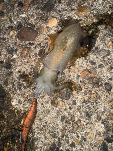 アオリ調査のため久しぶりの釣りへ