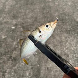 少しだけ回復？