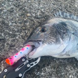 チヌはまだいます。