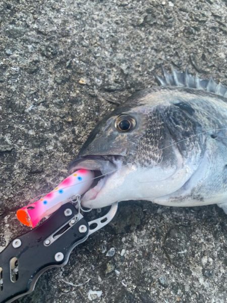 チヌはまだいます。