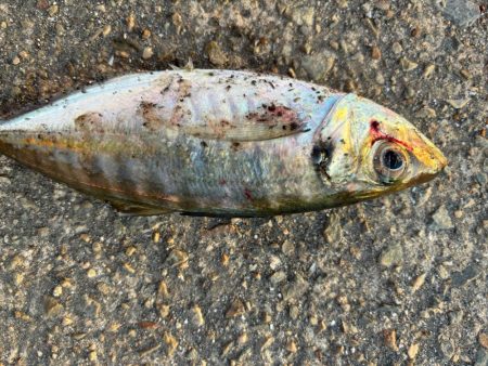 ジグサビキ　18