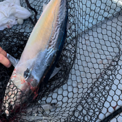 キハダキャスティングリベンジ