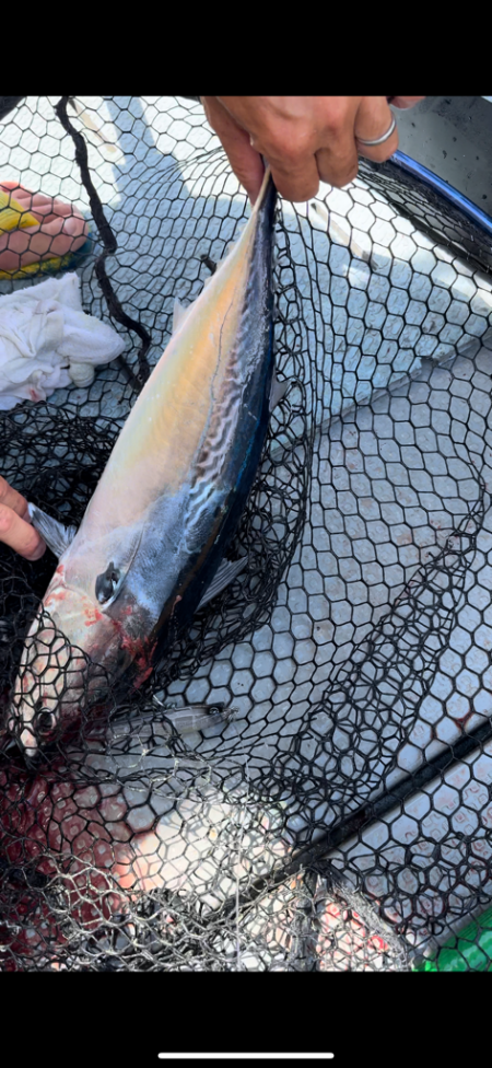 キハダキャスティングリベンジ