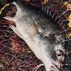 ヘチってきました