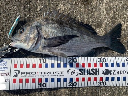 今日は渋めチヌトップ