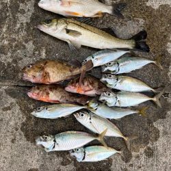 エビ撒きで、ガシラ大アジ好調です♪