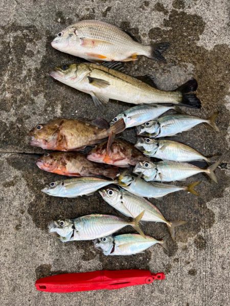 エビ撒きで、ガシラ大アジ好調です♪