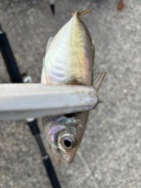 ジグサビキ　30