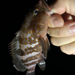 アコウ活性高！