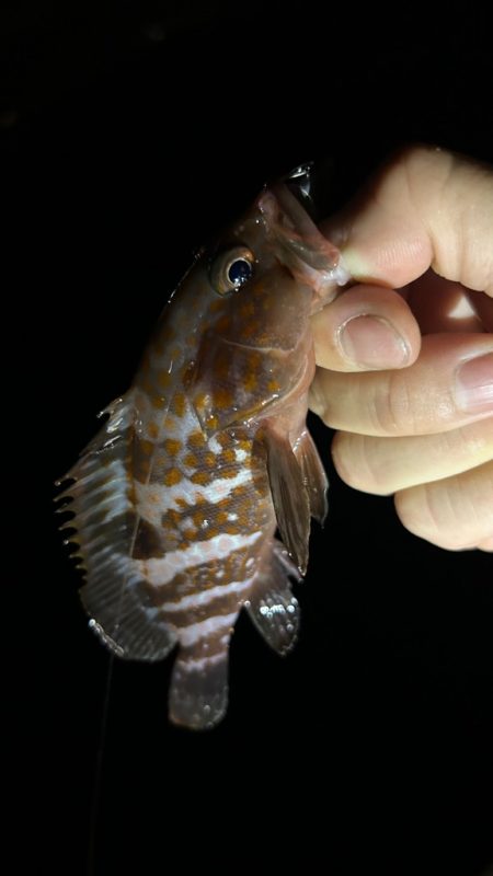 アコウ活性高！