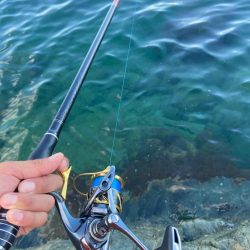 釣れれば40cmオーバーのチヌ