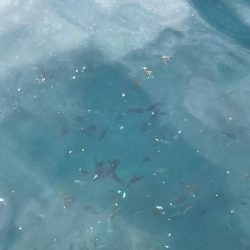 カワハギは釣れない!