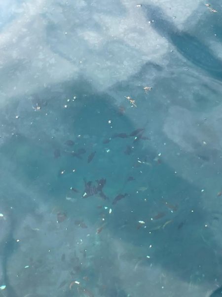 カワハギは釣れない!