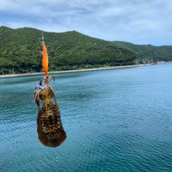 夏烏賊エギング