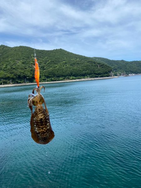 夏烏賊エギング
