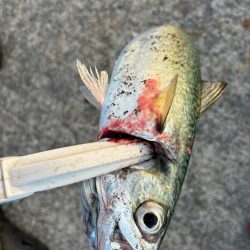 ジグサビキ　28