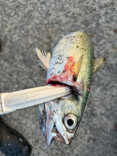 ジグサビキ　28