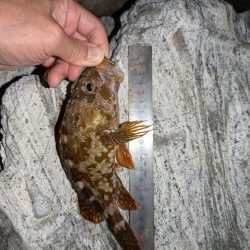 隠岐の島釣行ラスト