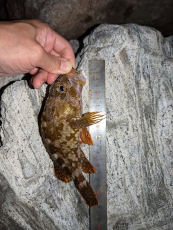 隠岐の島釣行ラスト