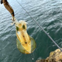 姫路周辺秋イカ調査