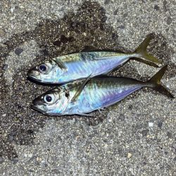 姫路離島アジング｜シーズンオフ！