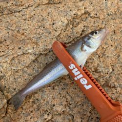 アタリは少ないけど釣れたらデカいのが多い！