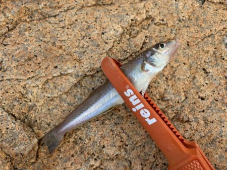 アタリは少ないけど釣れたらデカいのが多い！