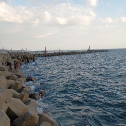 高砂港、１時間半の弾丸キス調査