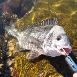 ようやく叶いました。