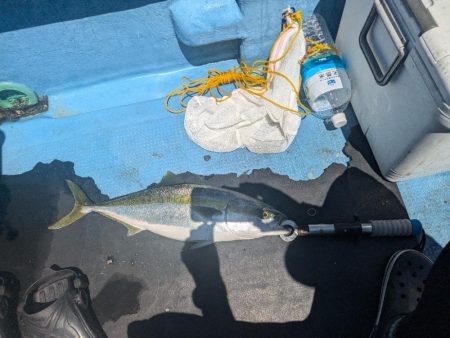 暑い夏の友が島廻り