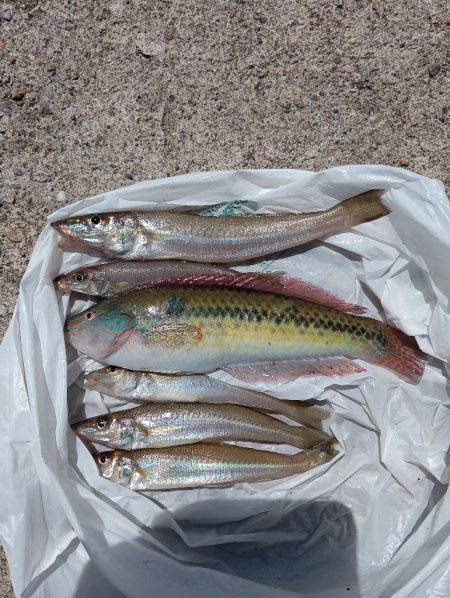 今日も高砂港へ