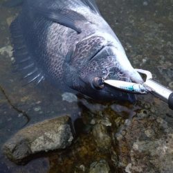 入れ食いチヌトップ