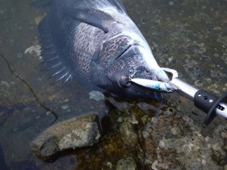 入れ食いチヌトップ