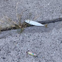 久々のジグサビキ