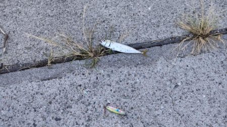 久々のジグサビキ