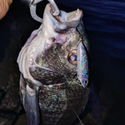 今日も短時間チヌトップ