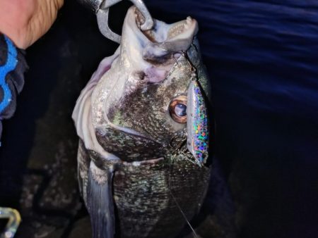 今日も短時間チヌトップ