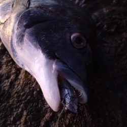 今日も短時間チヌトップ😁