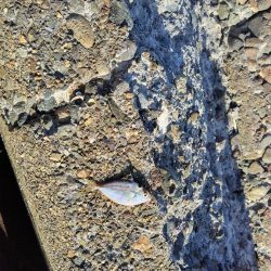 キスが釣りたくて