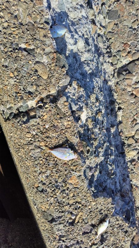 キスが釣りたくて