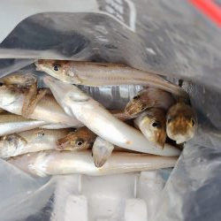 今日も朝のうちに