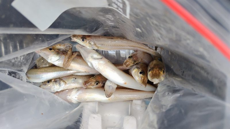 今日も朝のうちに