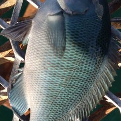 急遽リベンジ釣行へ…