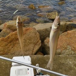 苅屋海岸のキス釣り