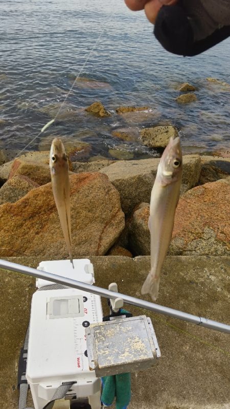 苅屋海岸のキス釣り