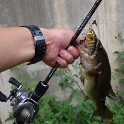 表層シェイキー