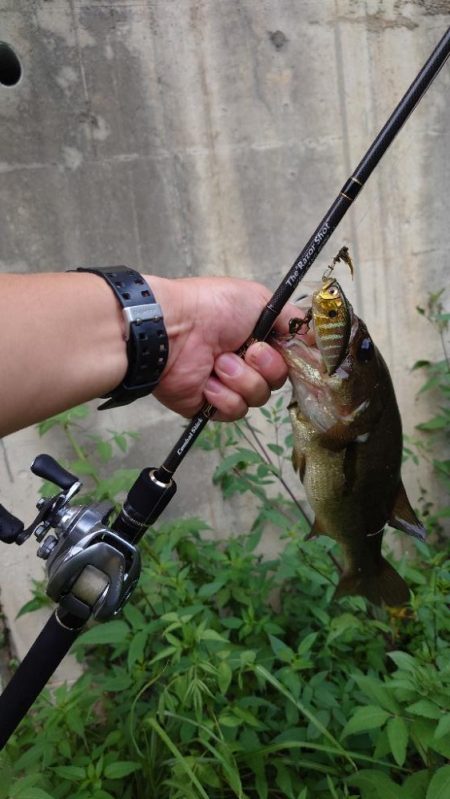 表層シェイキー